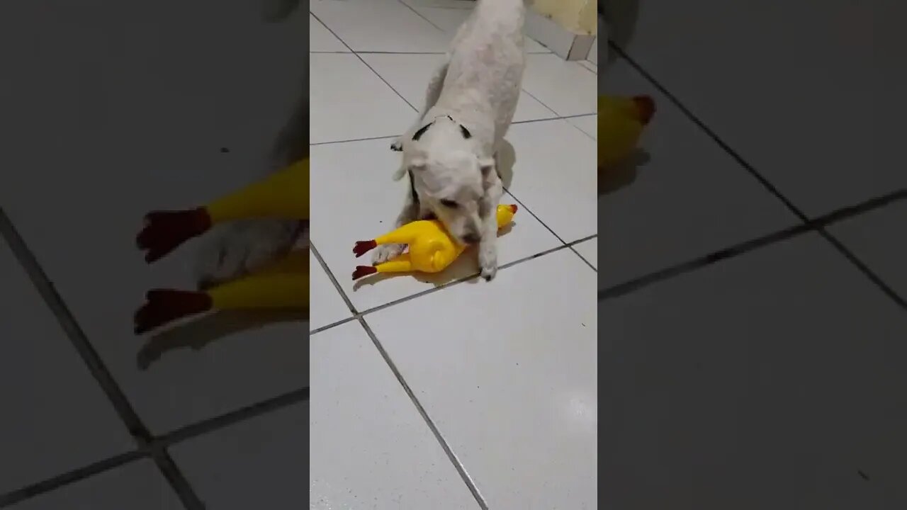 Poodle chatorro com seu frango amarelo