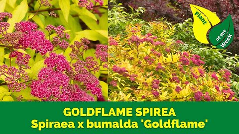 GOLDFLAME SPIREA | Spiraea x bumalda 'Goldflame'