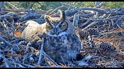 Egg Roll Close Up and Beautiful 🦉 1/18/22 10:01 AM