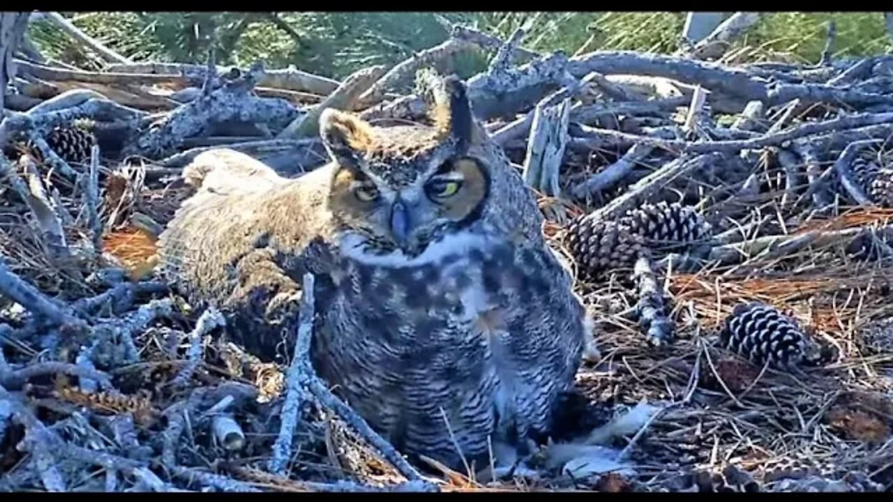 Egg Roll Close Up and Beautiful 🦉 1/18/22 10:01 AM