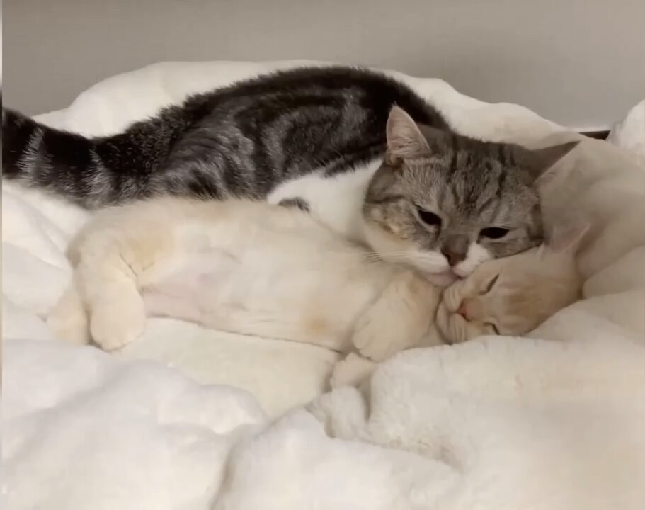 A daily fight between two naughty kittens