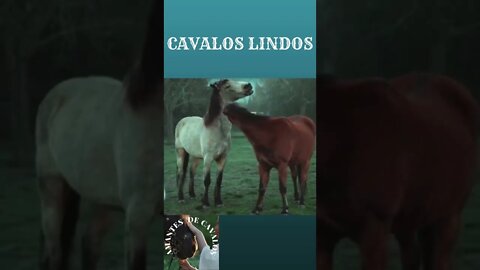 CAVALOS LINDOS