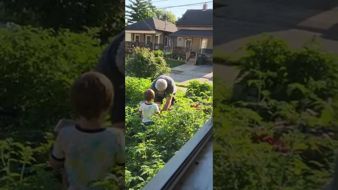 AJ wanted to pick tomatoes everyday little farmer in the making lol