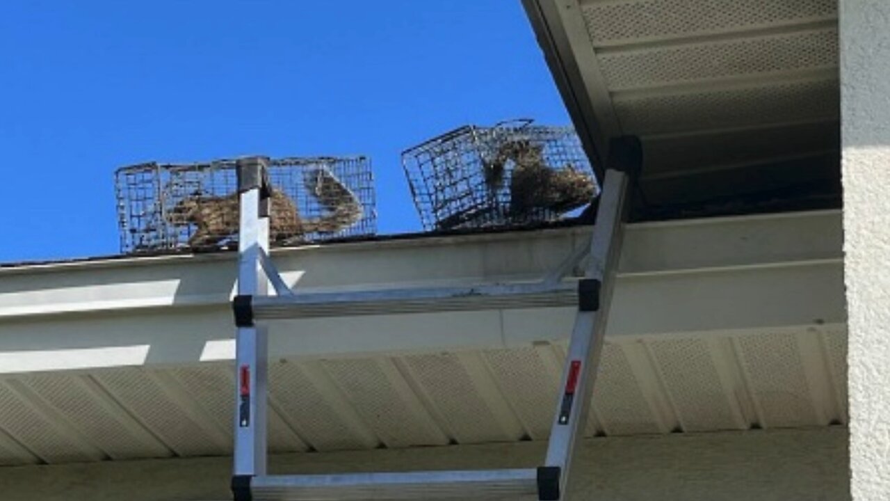 Blasian Babies Saw Squirrel Traps Catch Pests That Were Sneaking Into The Spring Break House Attic!