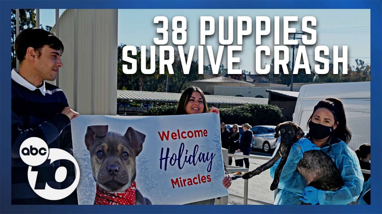 'Holiday miracle': 38 puppies on their way to San Diego survive tragic crash