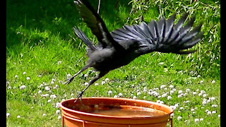 IECV NV #408 - 👀 House Sparrows, Crow, Starlings All Out Back 🐤🐤🐤🐤🐤 6-27-2017