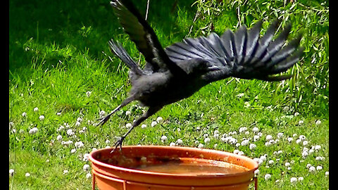 IECV NV #408 - 👀 House Sparrows, Crow, Starlings All Out Back 🐤🐤🐤🐤🐤 6-27-2017