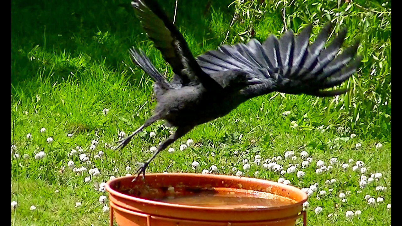 IECV NV #408 - 👀 House Sparrows, Crow, Starlings All Out Back 🐤🐤🐤🐤🐤 6-27-2017