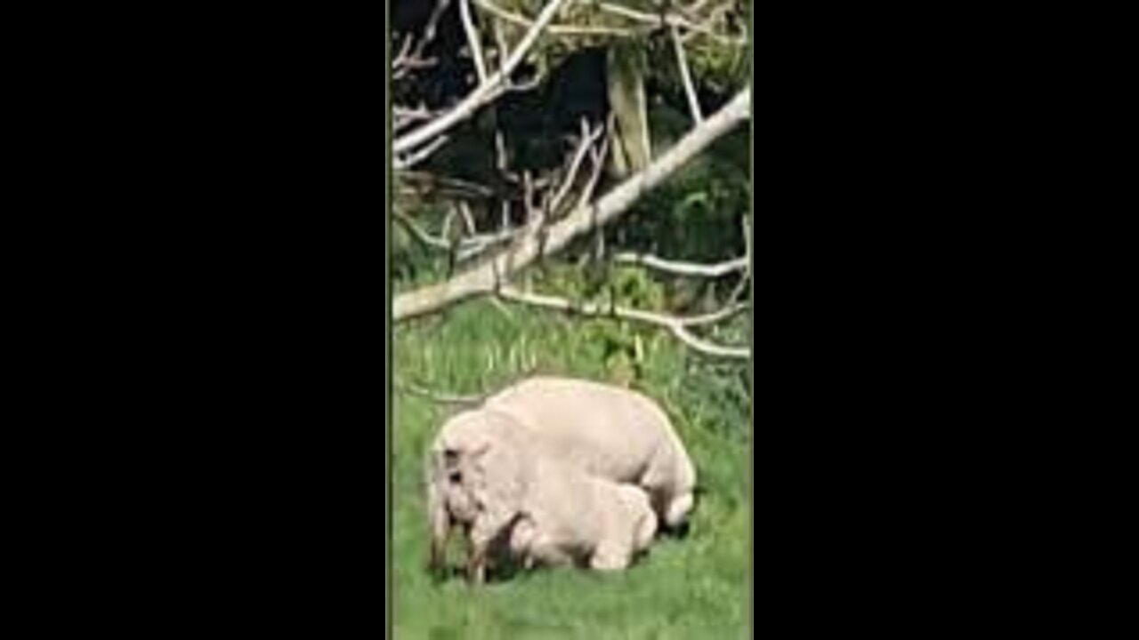 Efficient, Lawnmowing Sheepie!