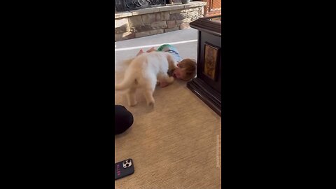 Puppy meets baby