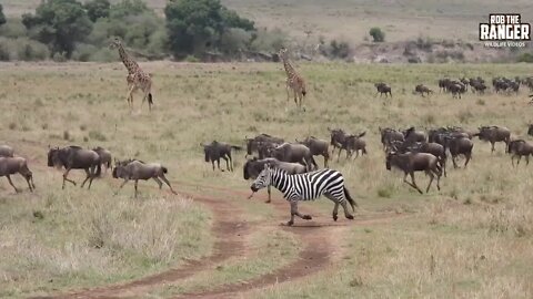 Migrating Animals Run Across The Savanna | Maasai Mara Safari | Zebra Plains