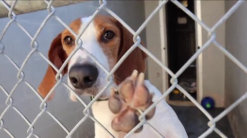Citrus County Animal Services suspends all dog intakes until further notice