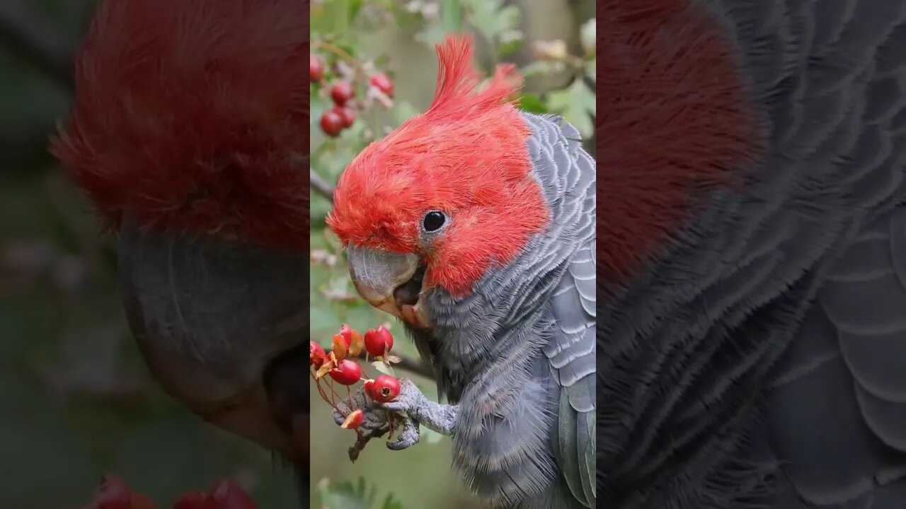 Bom dia! 🦜