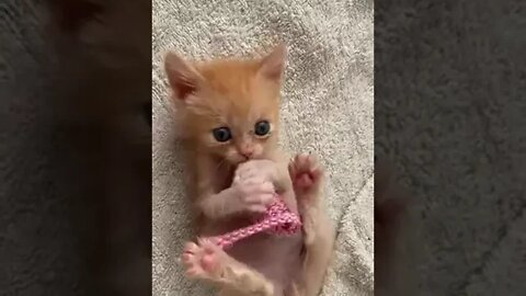 Cute pet