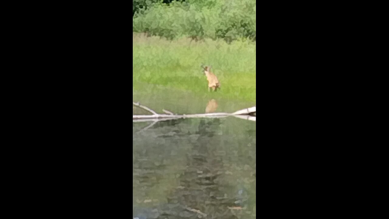 Squat to pee deer 🦌