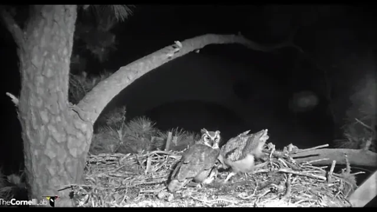 Owlet Steals The Rat From Mom 🦉 4/14/22 01:33