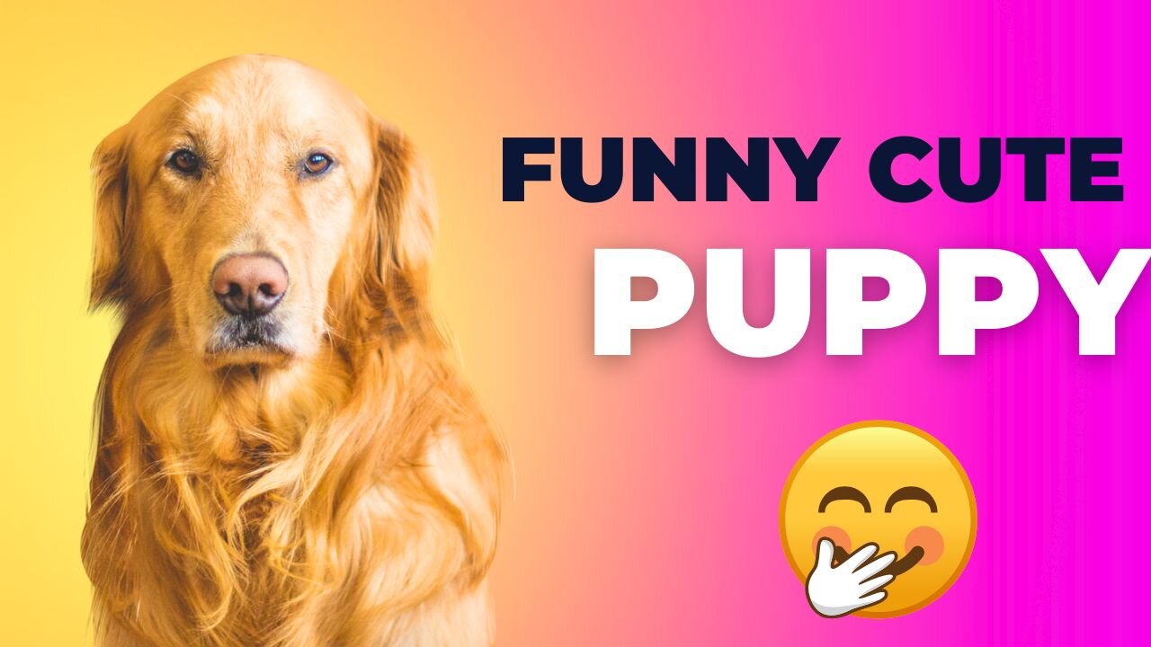 Cute animal videos | Funny animal videos | Funny Video