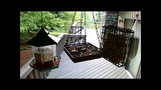 Live Bird Feeder in Ashville North Carolina. Up in the mountains