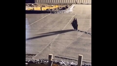 POR FAVOR INSCREVA ME AJUDA - PLEASE SUBSCRIBE HELP ME