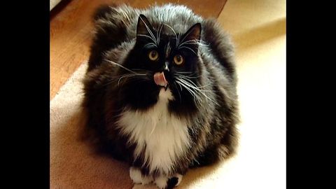 22-Pound Cat