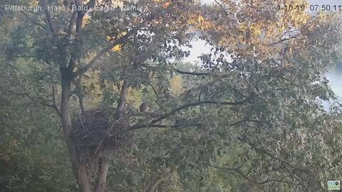 Hays Eagles nest morning Raccoon visitor 2021 10 19 7:47AM