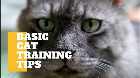 Basic Tips For Training Your Cat