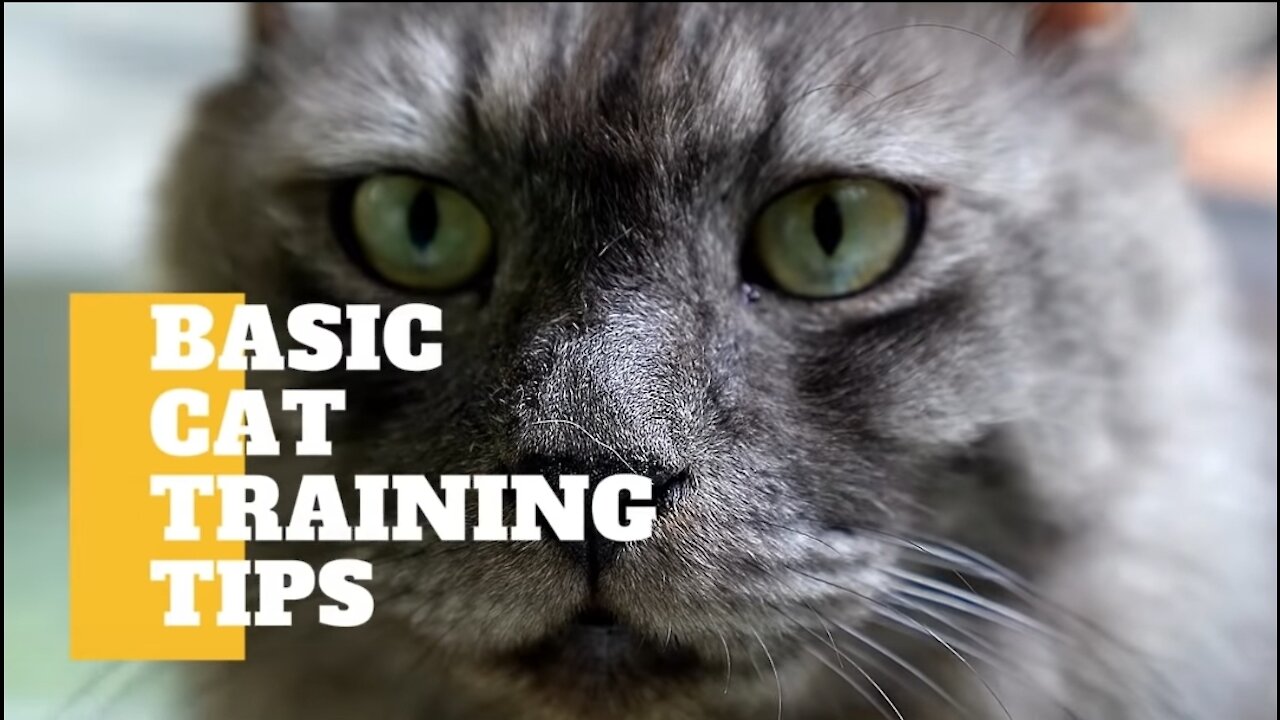 Basic Tips For Training Your Cat