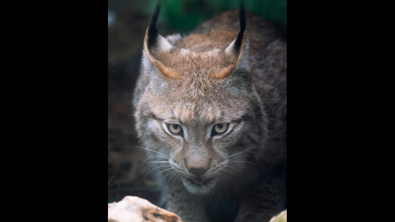 Seven-Year Old sees BOBCAT and asks for help from neighbors on their Ring Camera