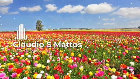 Claudio S Mattos - Lirios do Vale