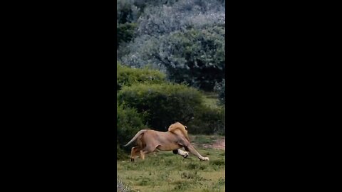 Lion hunt pig very fast