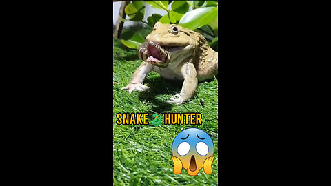 Snake 🐍 Hunters 😳