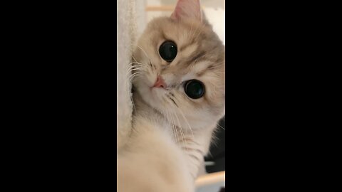 You can't say no to such a cute cat