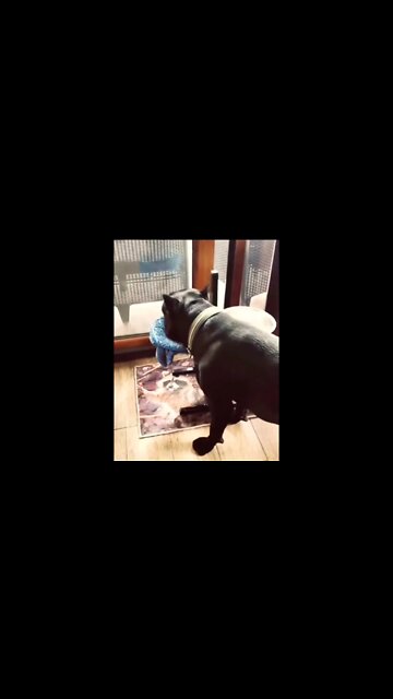 Good boy..🐕🥣💦😍 #shorts #shortsfeed #clips #shortvideo