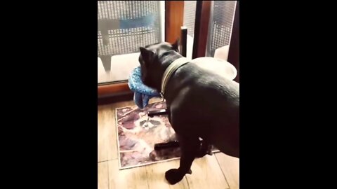 Good boy..🐕🥣💦😍 #shorts #shortsfeed #clips #shortvideo