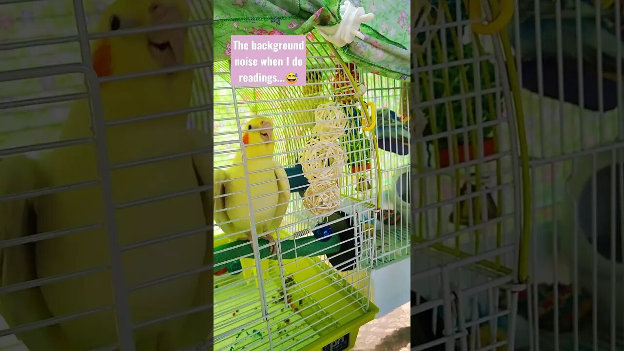 Pichi “the banana” cockatiel