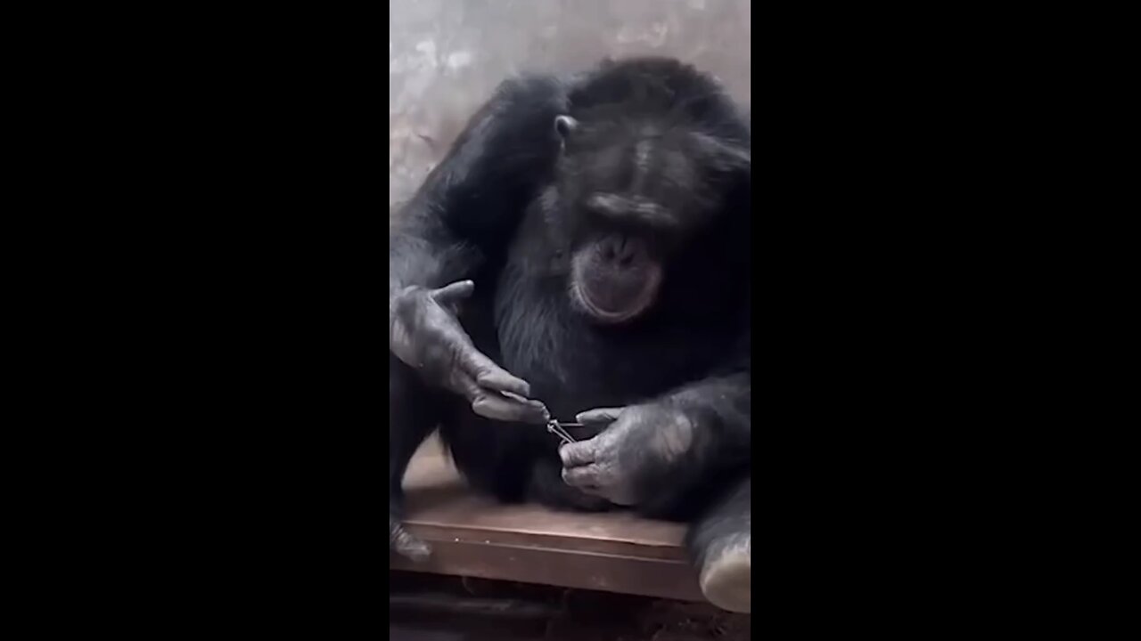 chimpanzee cutting his nails