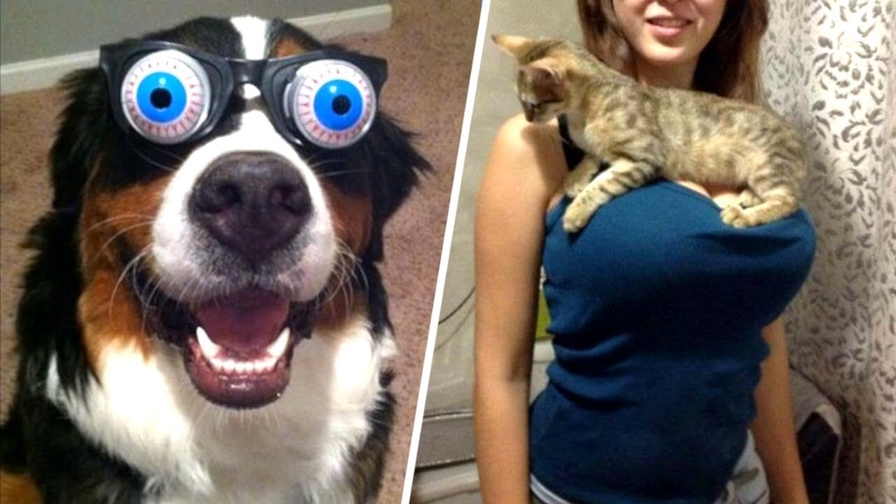 Hilarious pets that will make you cry laughing