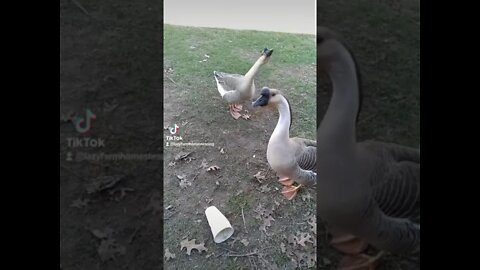 Geese attacks plastic cup