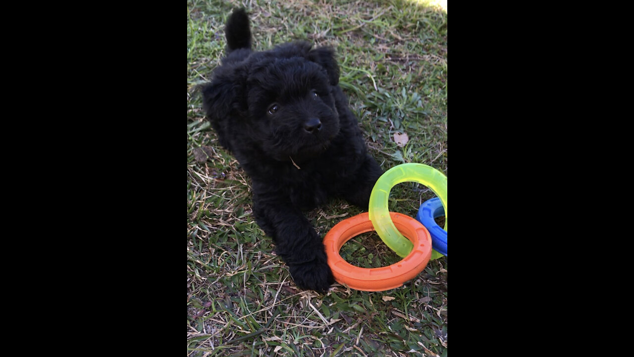 F1 Chowdoodle puppies for sale