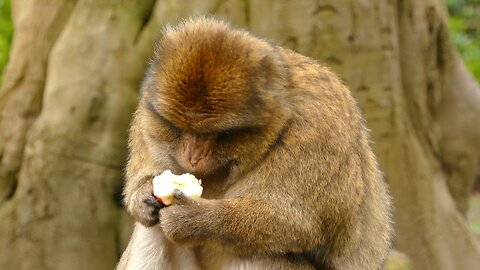 Monkey Eating An Apple