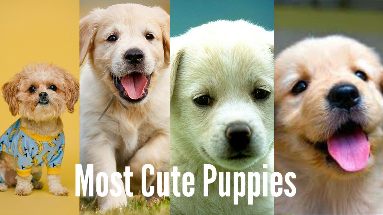 Most Cutest Puppies Video Compilation 🐶