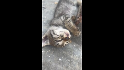 Cat son Sleeping