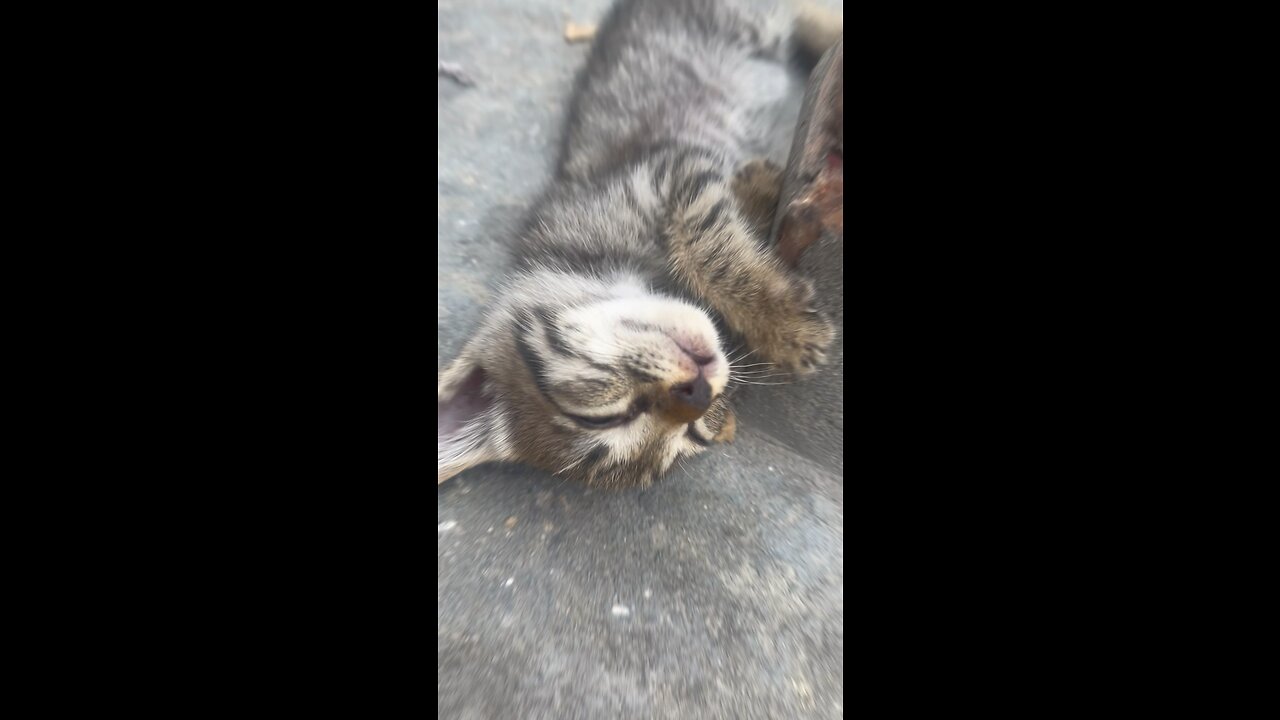 Cat son Sleeping