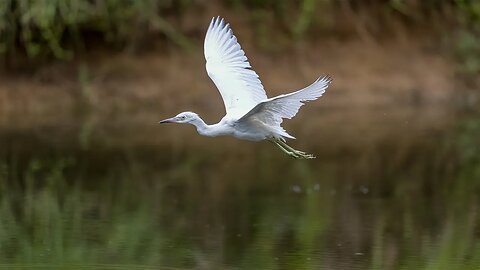 Juvenile Little Blue Heron, Sony A1/Sony Alpha 1, 4k