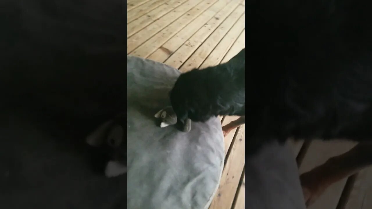 Rottweilers Favorite Toy 😻#Shorts #rottweiler