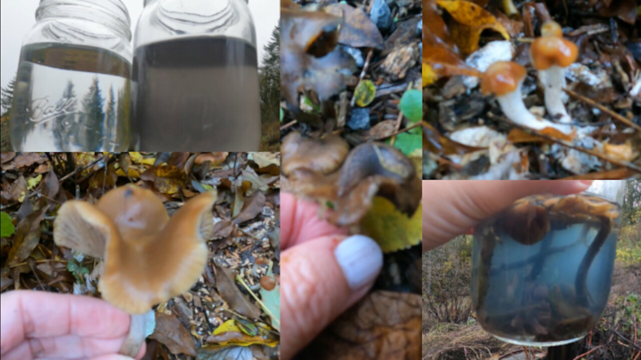 Psilocybe Cyanescens in the Wild | Learn to ID