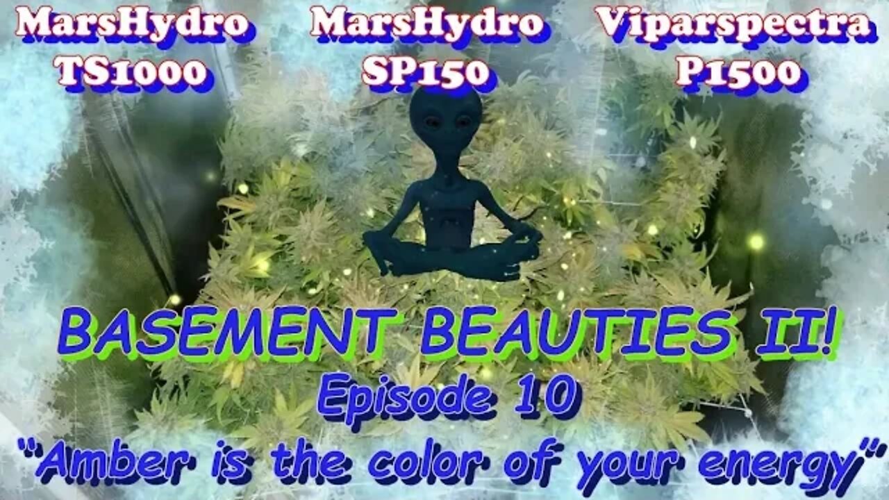 Basement Beauties 2 Side by Each! Ep.10 #MarsHydro #Viparspectra 👽 #NorthGenetics #Vivosun #420 🔨