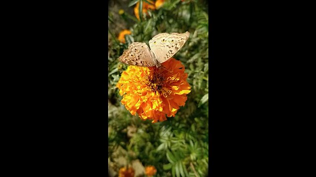 Butterfly 🦋