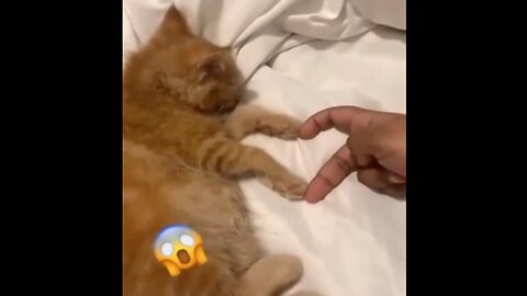 Funny clip short video