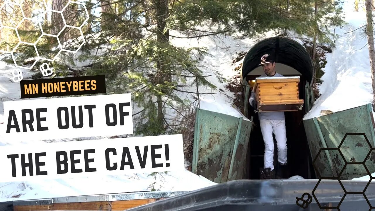 Northern Minnesota honeybees move from underground cellar to their bee yard!